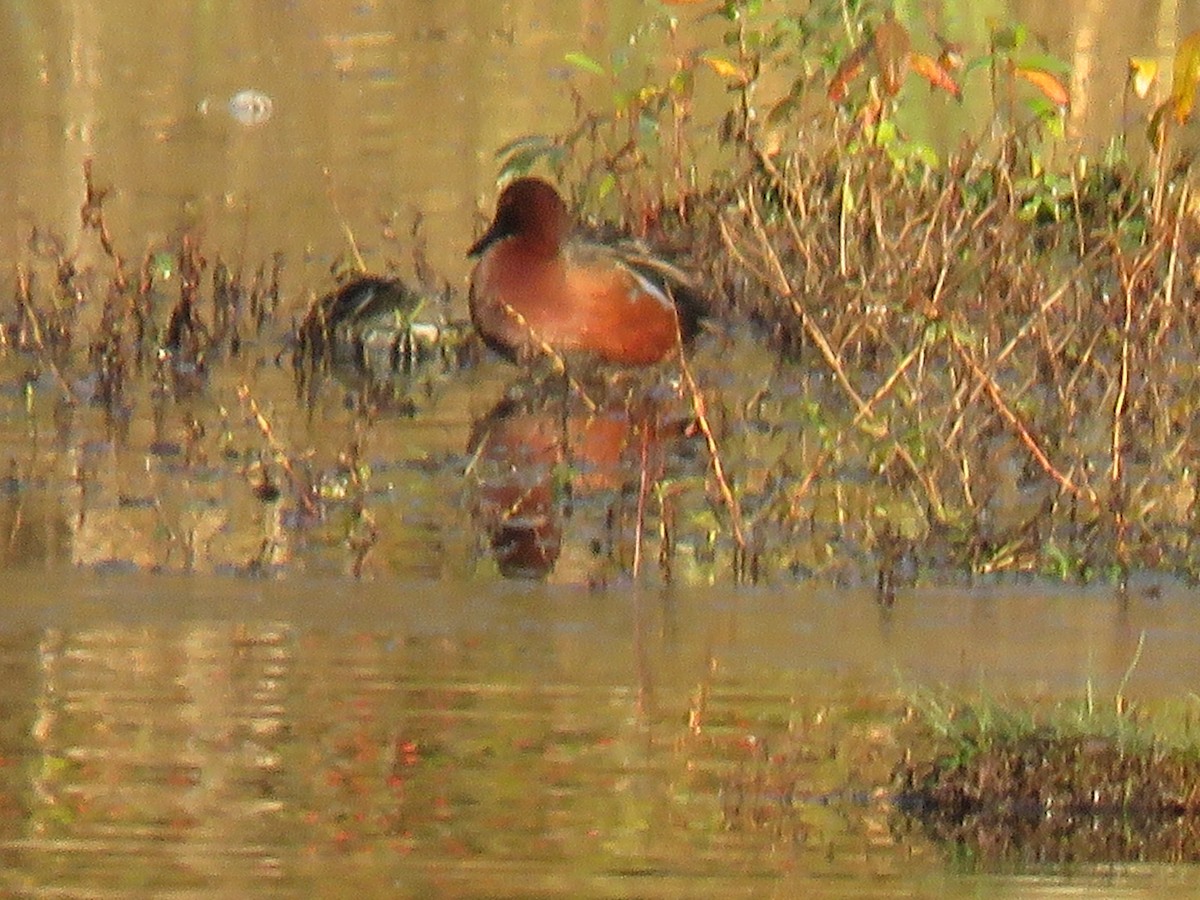 čírka skořicová - ML123479081