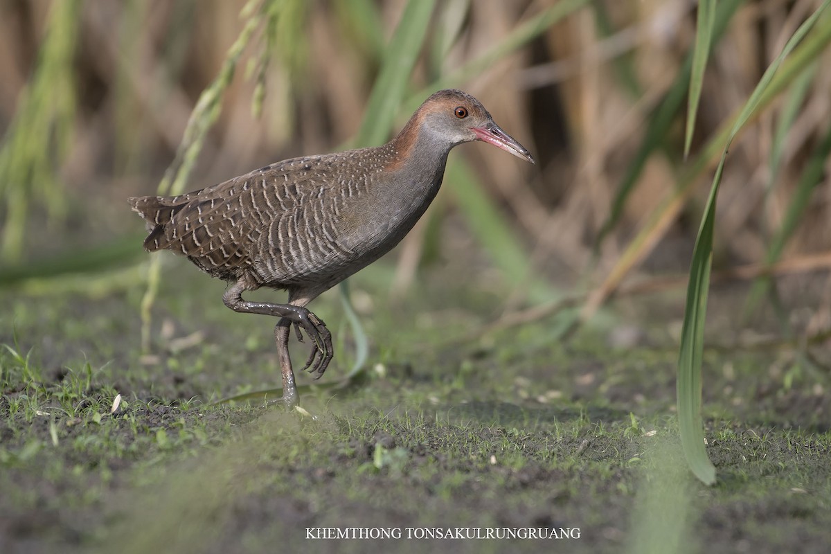 Slaty-breasted Rail - ML123479131