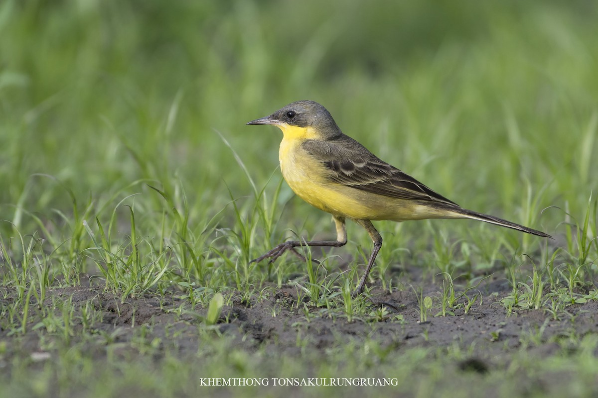 Eastern Yellow Wagtail (Manchurian) - Khemthong Tonsakulrungruang
