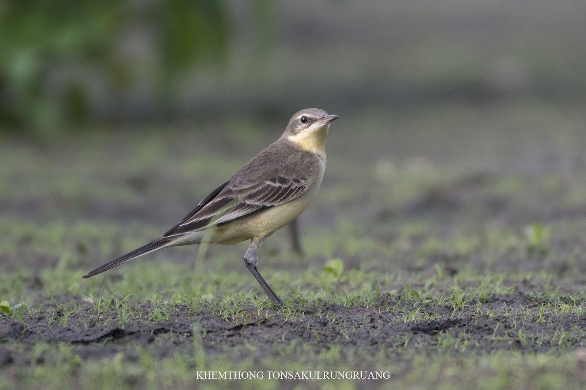 Eastern Yellow Wagtail (Eastern) - ML123479501