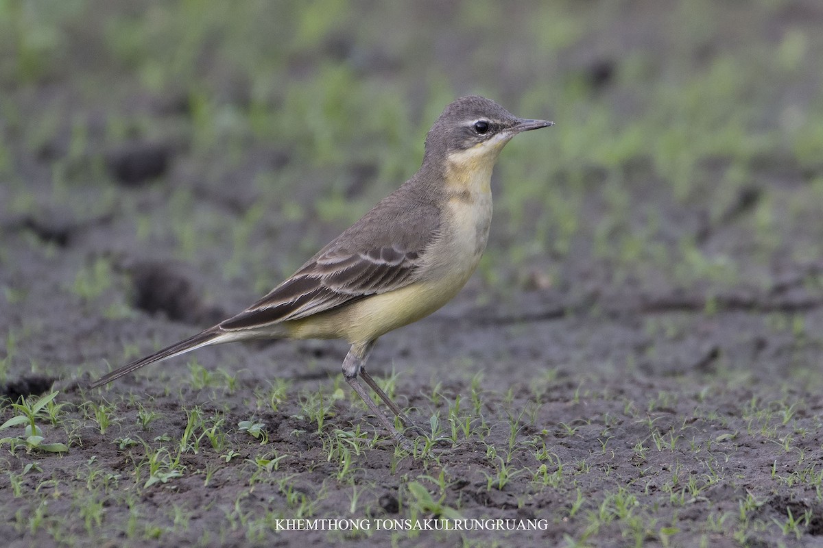 Eastern Yellow Wagtail (Eastern) - ML123479511