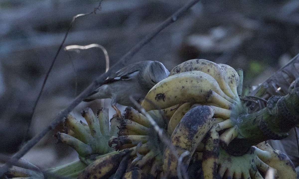 Red-billed Starling - ML123482891