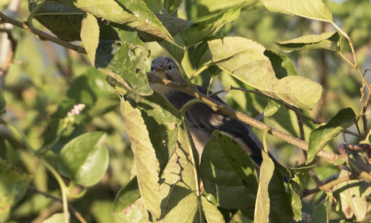 Red-billed Starling - ML123483011