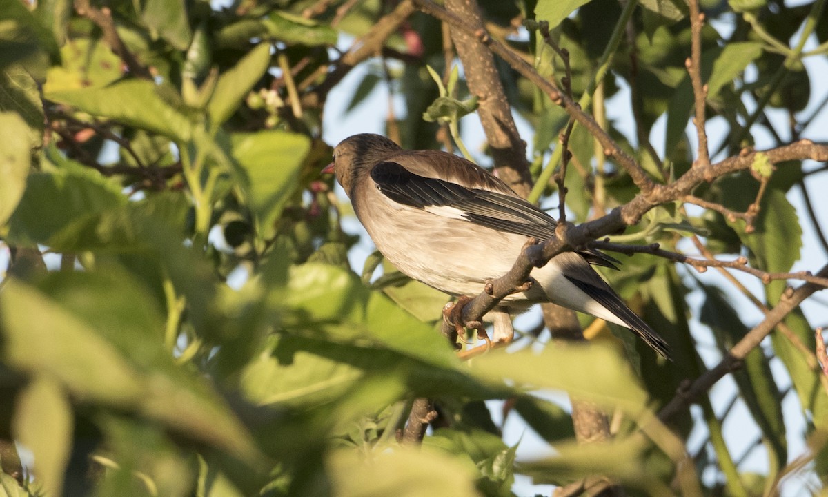 Red-billed Starling - ML123483021