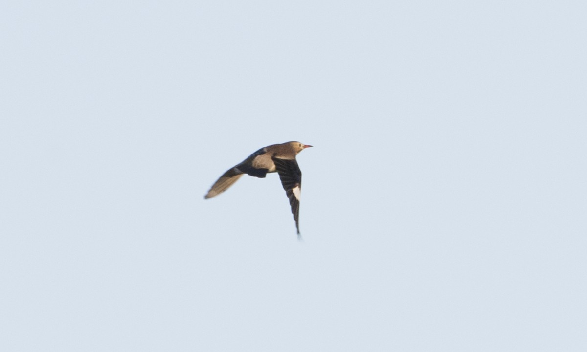 Red-billed Starling - ML123483201