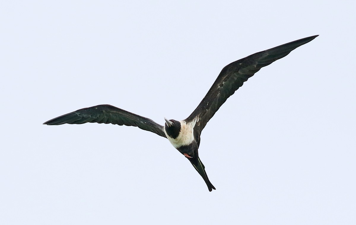 Lesser Frigatebird - Dave Bakewell