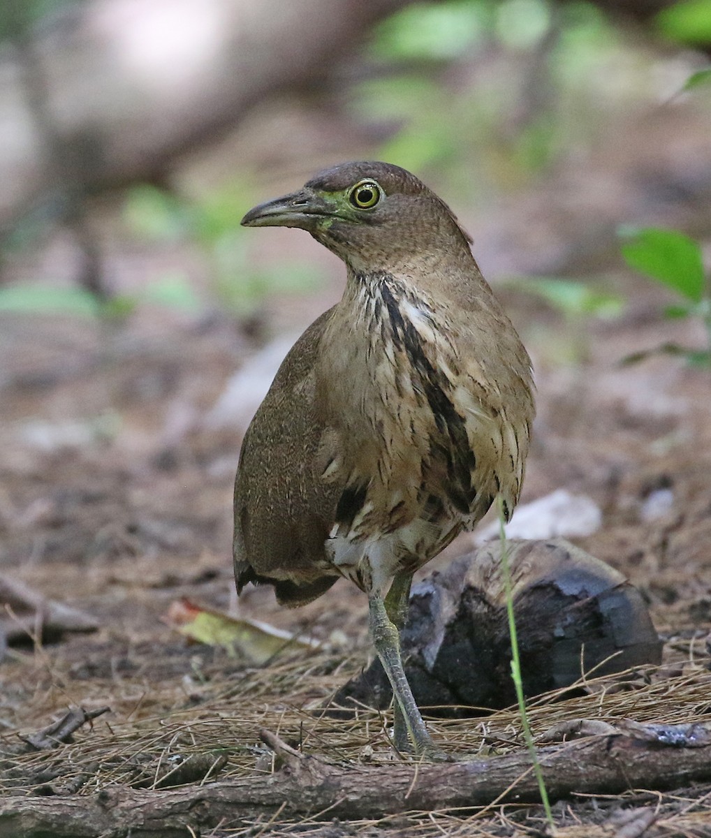 Japanese Night Heron - Dave Bakewell