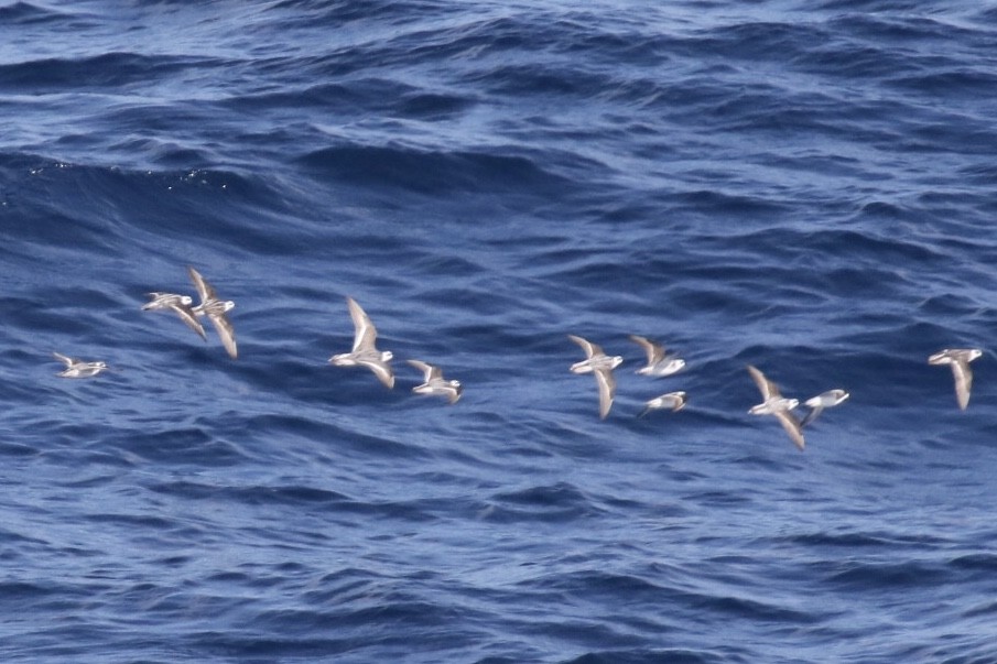 Red-necked Phalarope - ML123485991