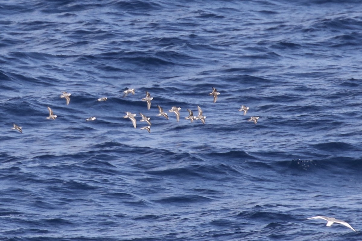 Red-necked Phalarope - ML123486001