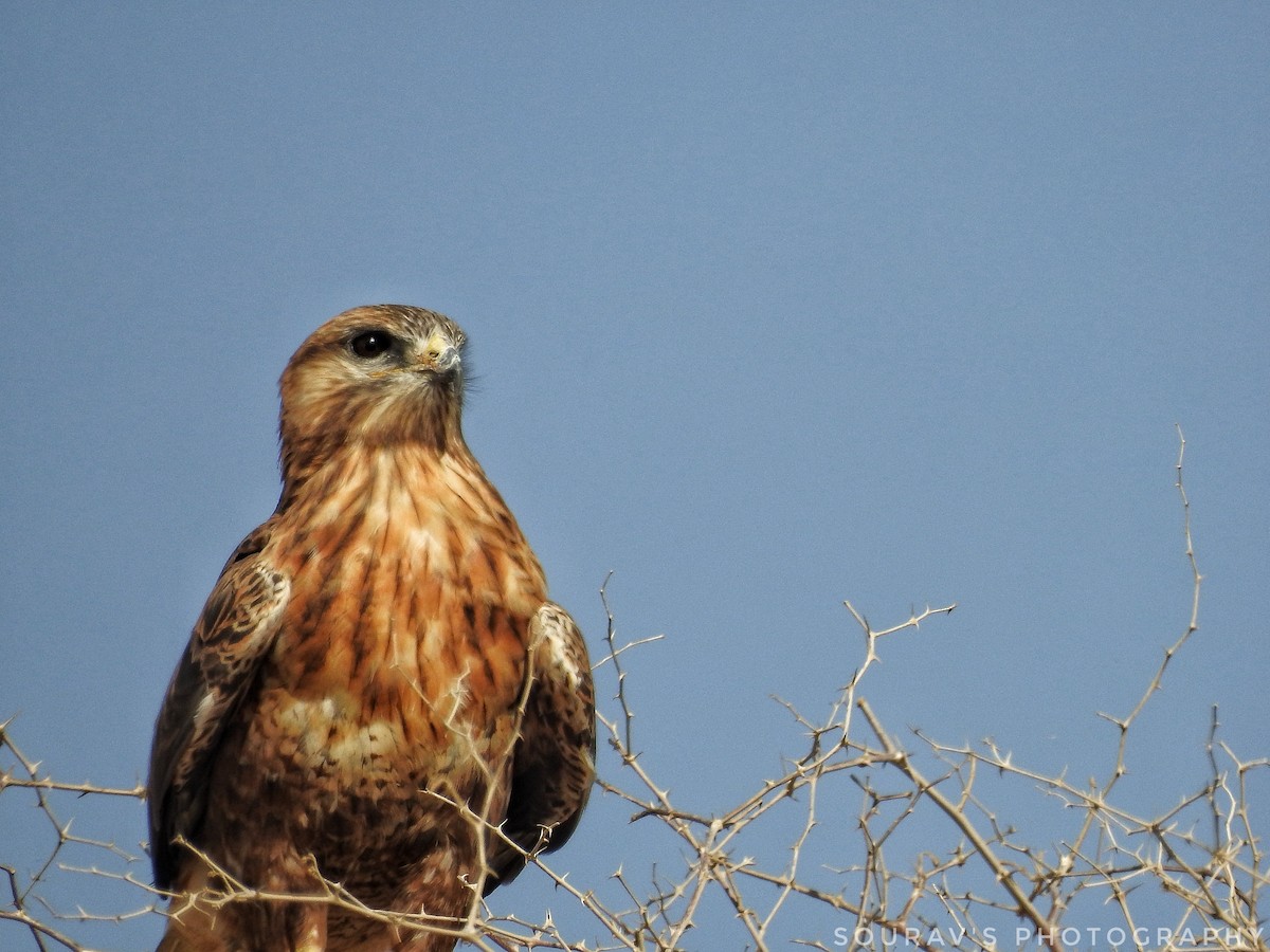 Long-legged Buzzard - Sourav Halder