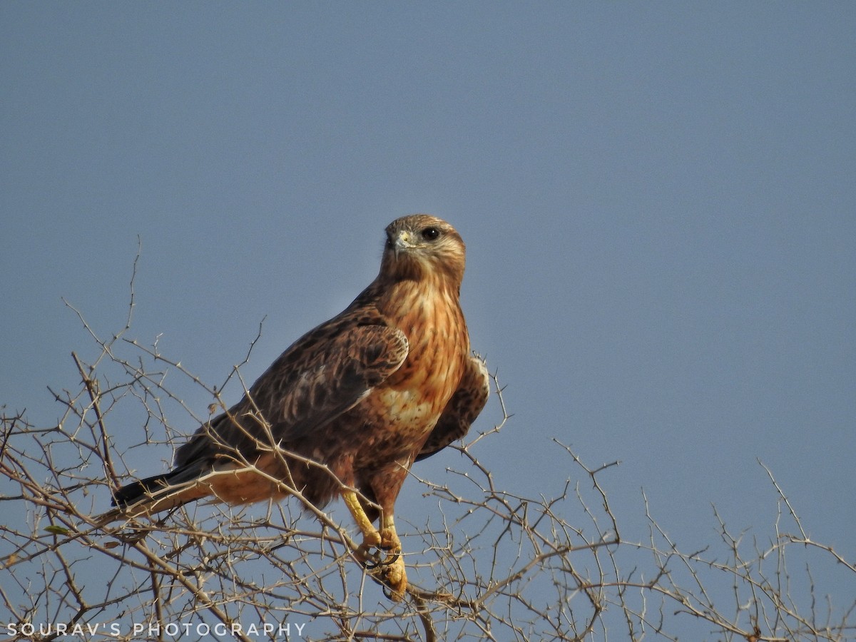 Long-legged Buzzard - Sourav Halder