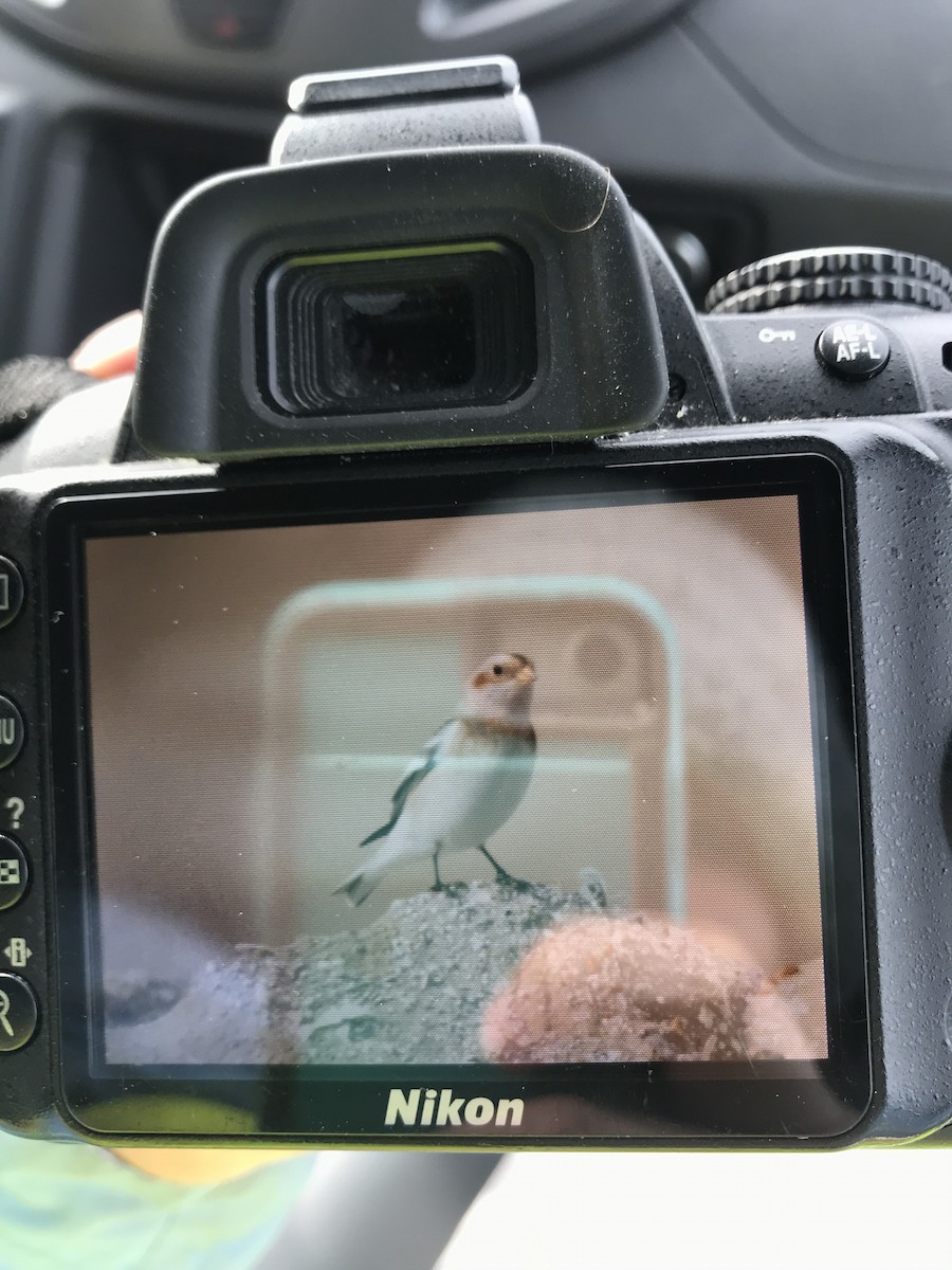 Snow Bunting - ML123487261