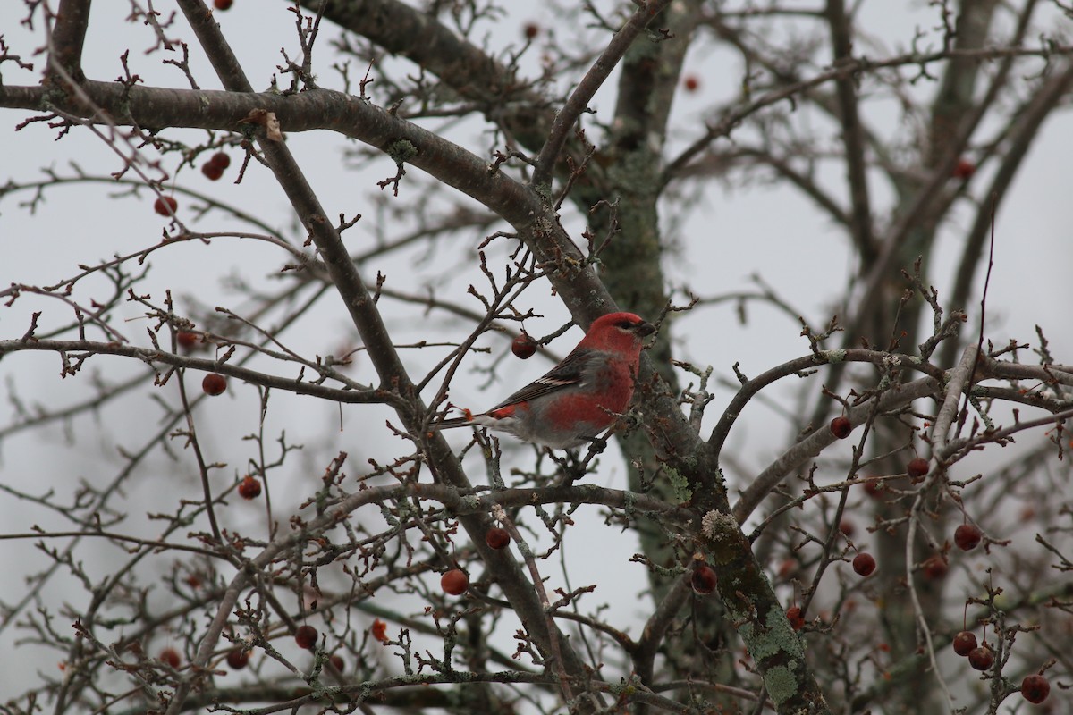 Pine Grosbeak - ML123487631