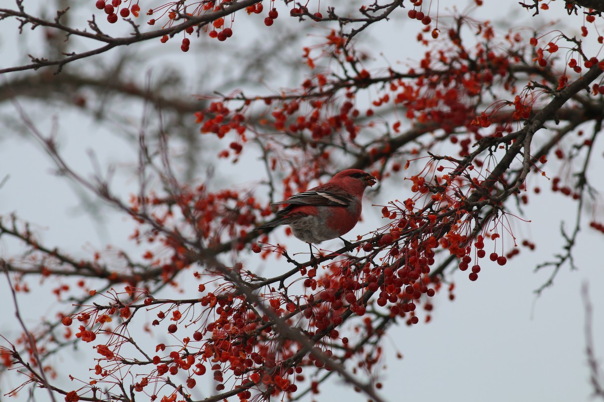 Pine Grosbeak - ML123487651