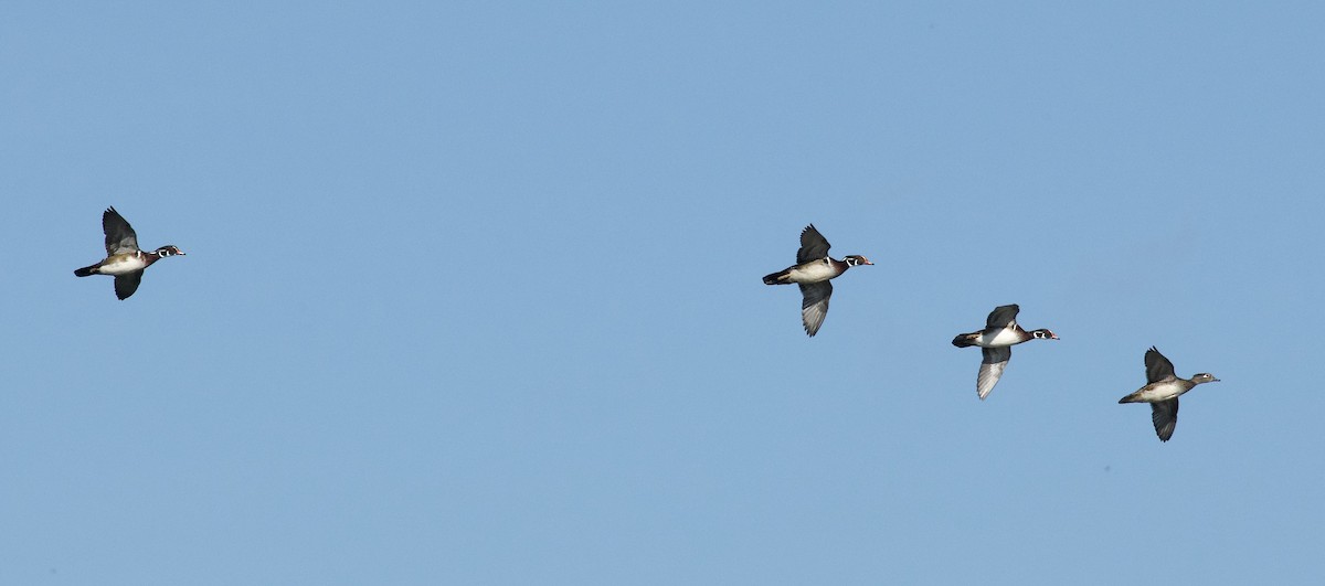 Wood Duck - Linda Ankerstjerne Olsen