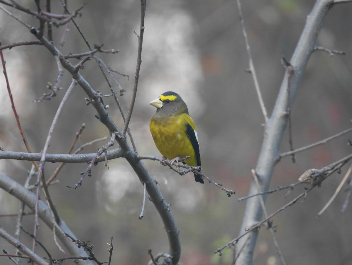 Evening Grosbeak - ML123489431