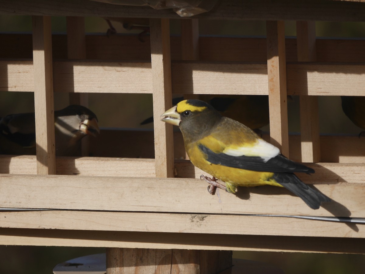 Evening Grosbeak - ML123489571
