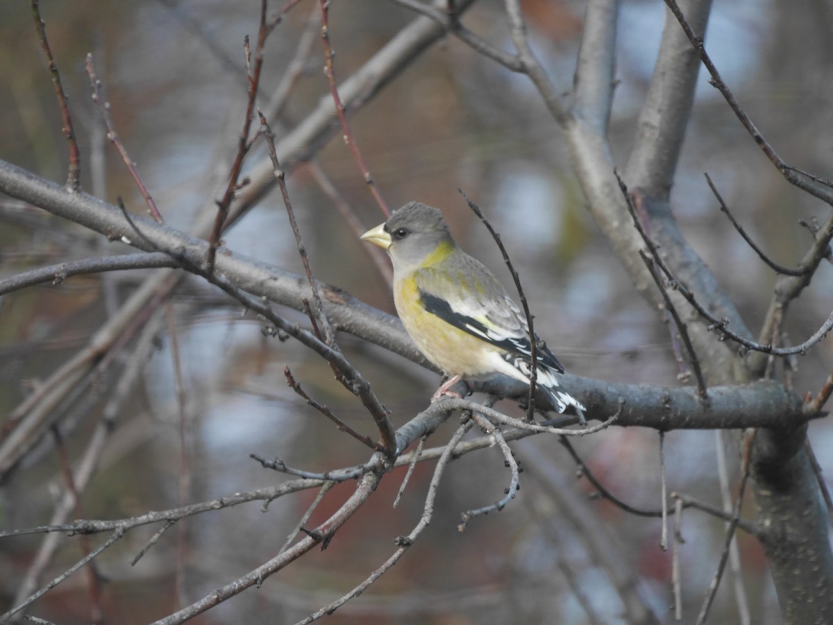 Evening Grosbeak - ML123489841