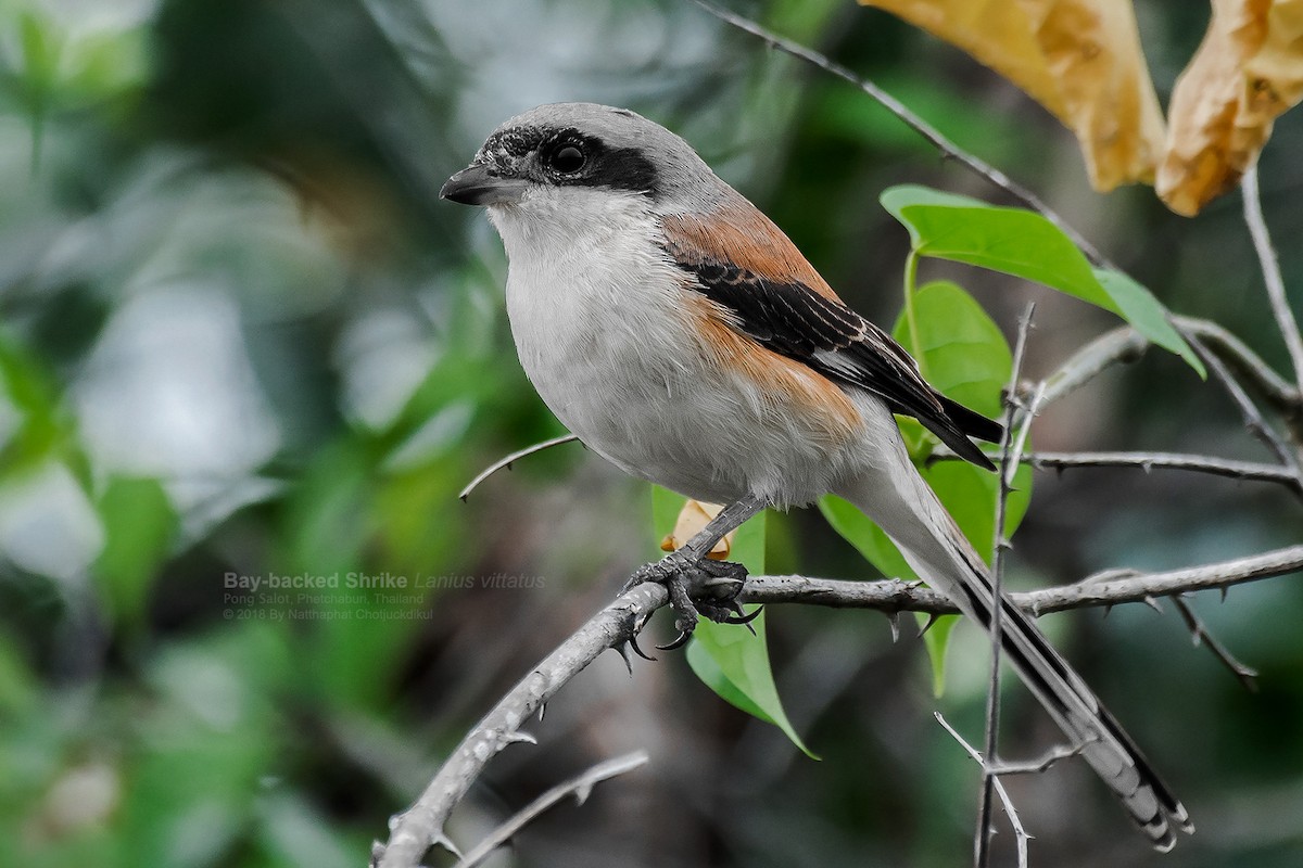 Bay-backed Shrike - ML123489991