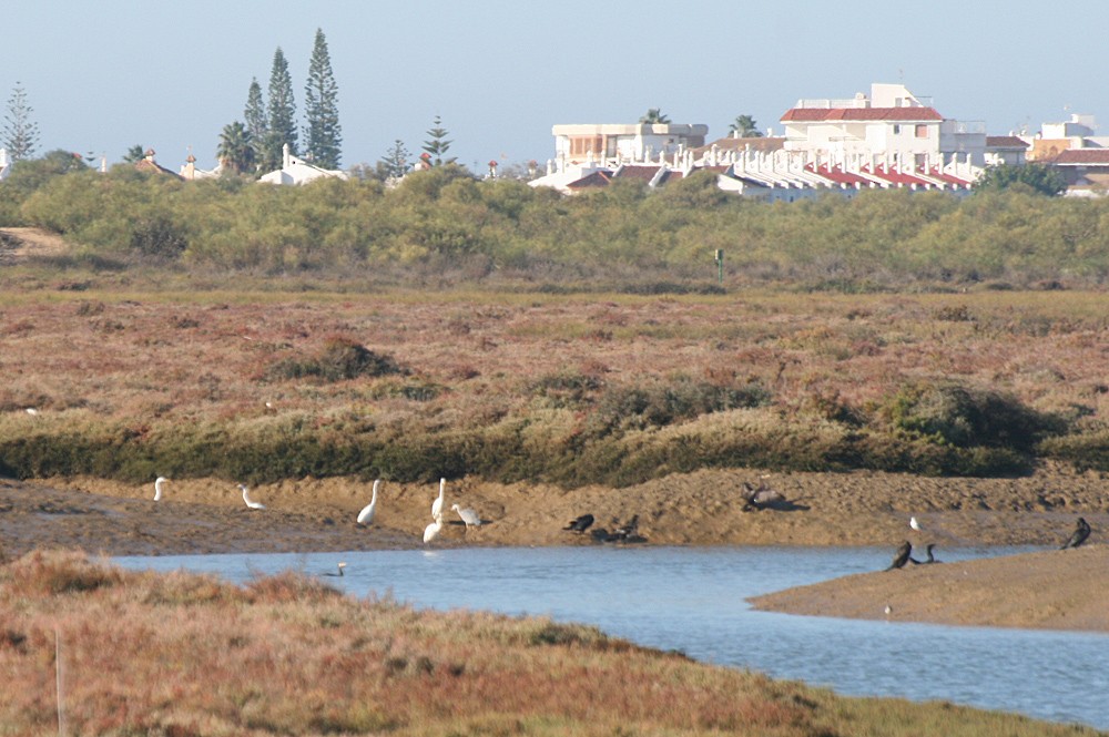 Great Egret - ML123492141