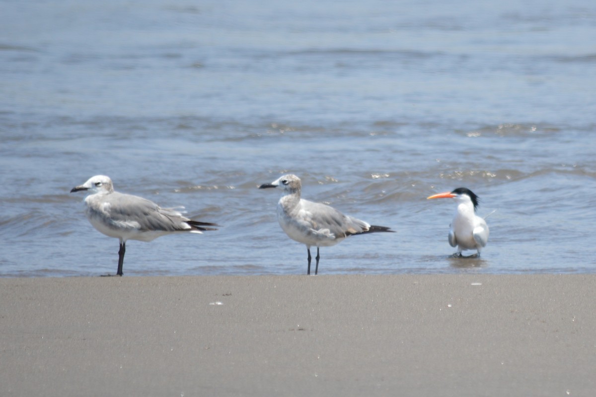 Laughing Gull - ML123493001