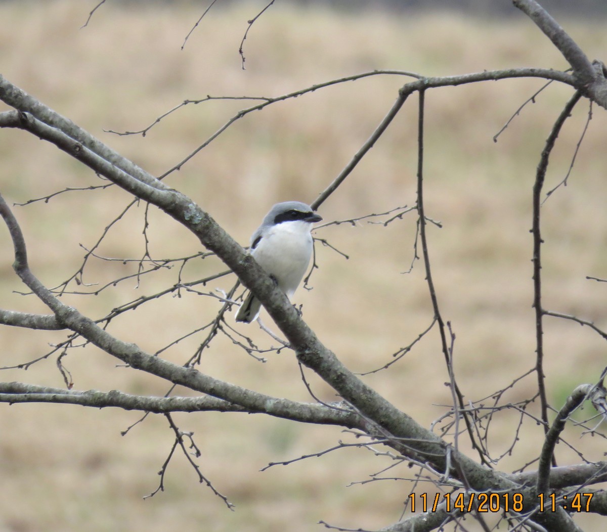 Loggerhead Shrike - ML123493141