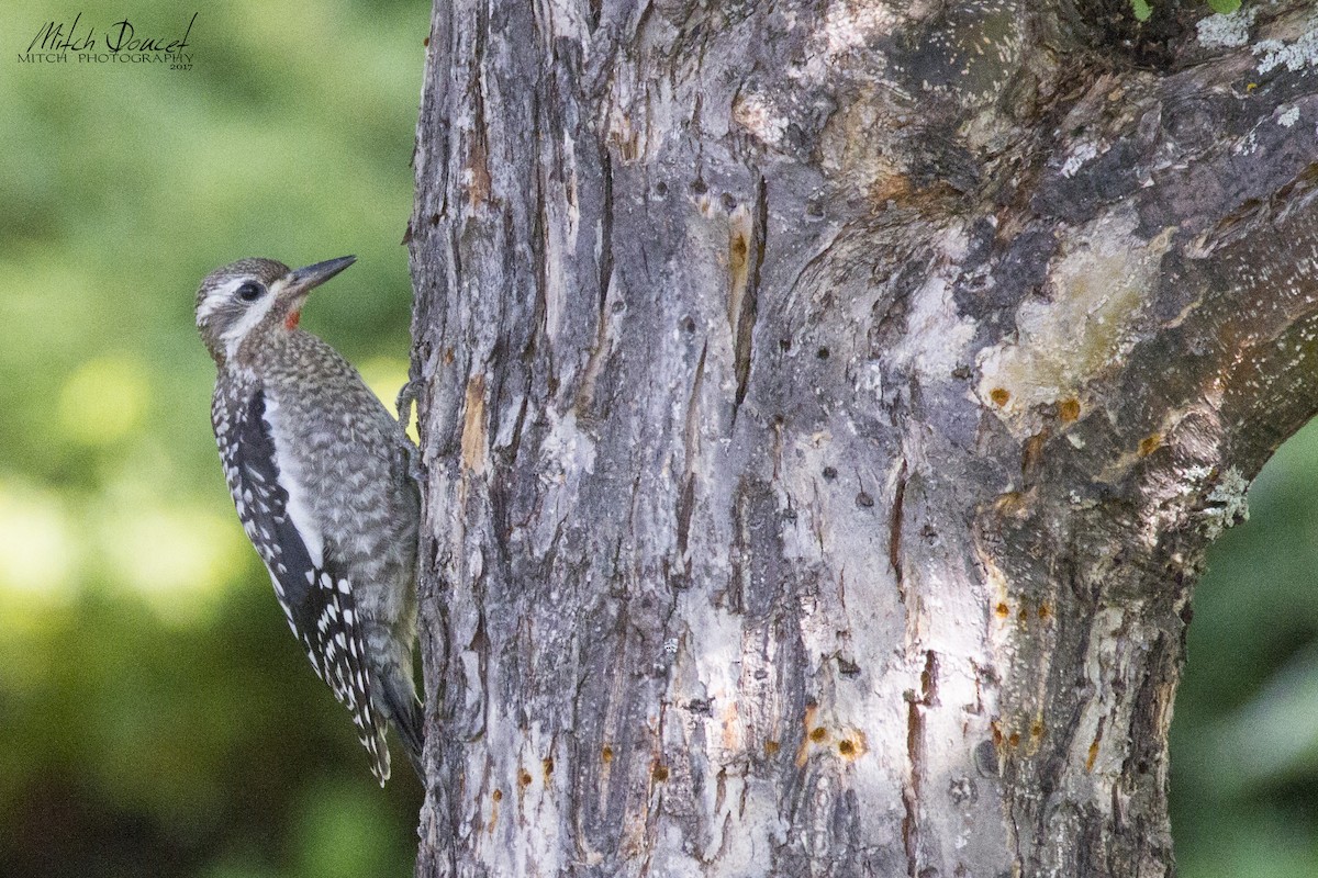 Yellow-bellied Sapsucker - ML123494381