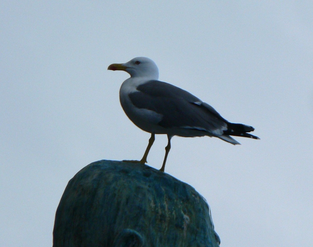 Gaviota Patiamarilla (atlantis) - ML123496261