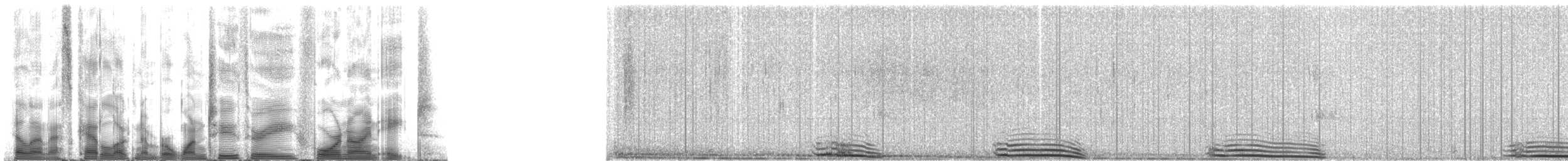 Weddell Seal - ML123498