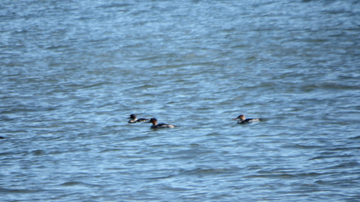 Red-breasted Merganser - ML123499321