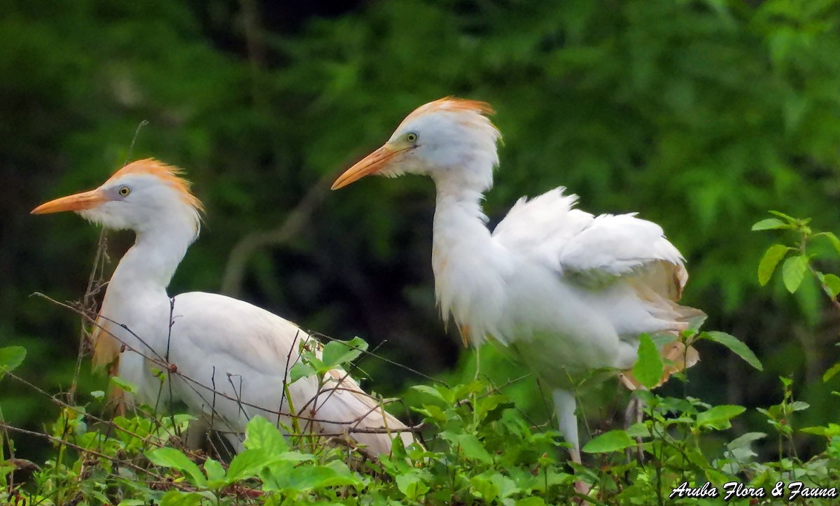 Чапля єгипетська (підвид ibis) - ML123499441