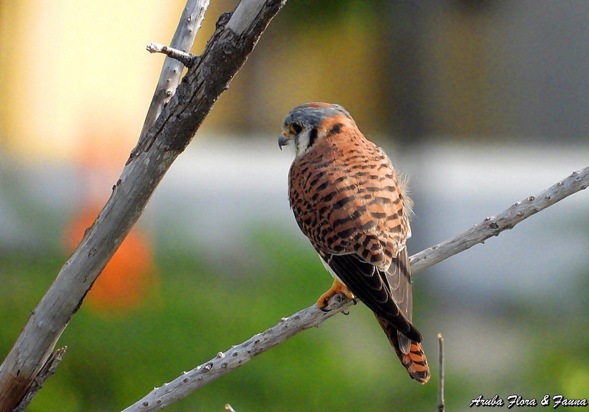 American Kestrel - ML123499551