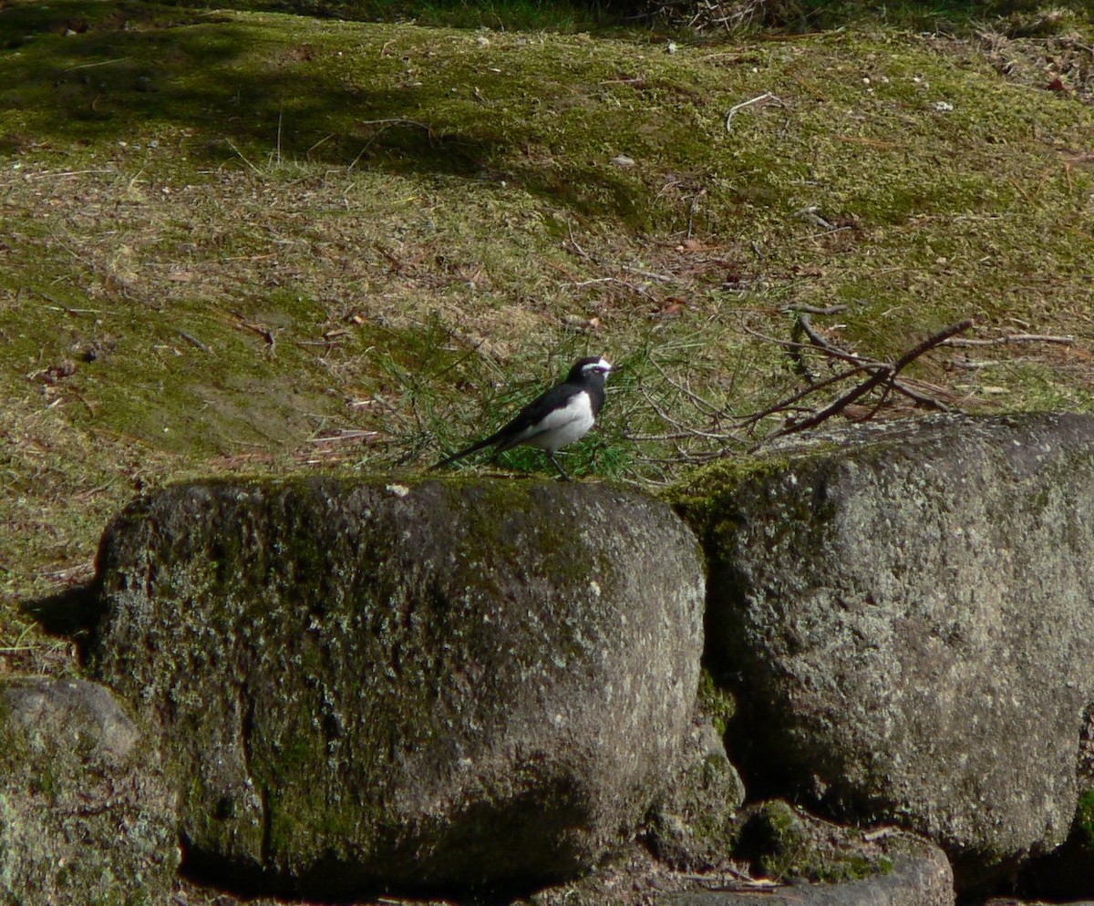 Lavandera Japonesa - ML123499741