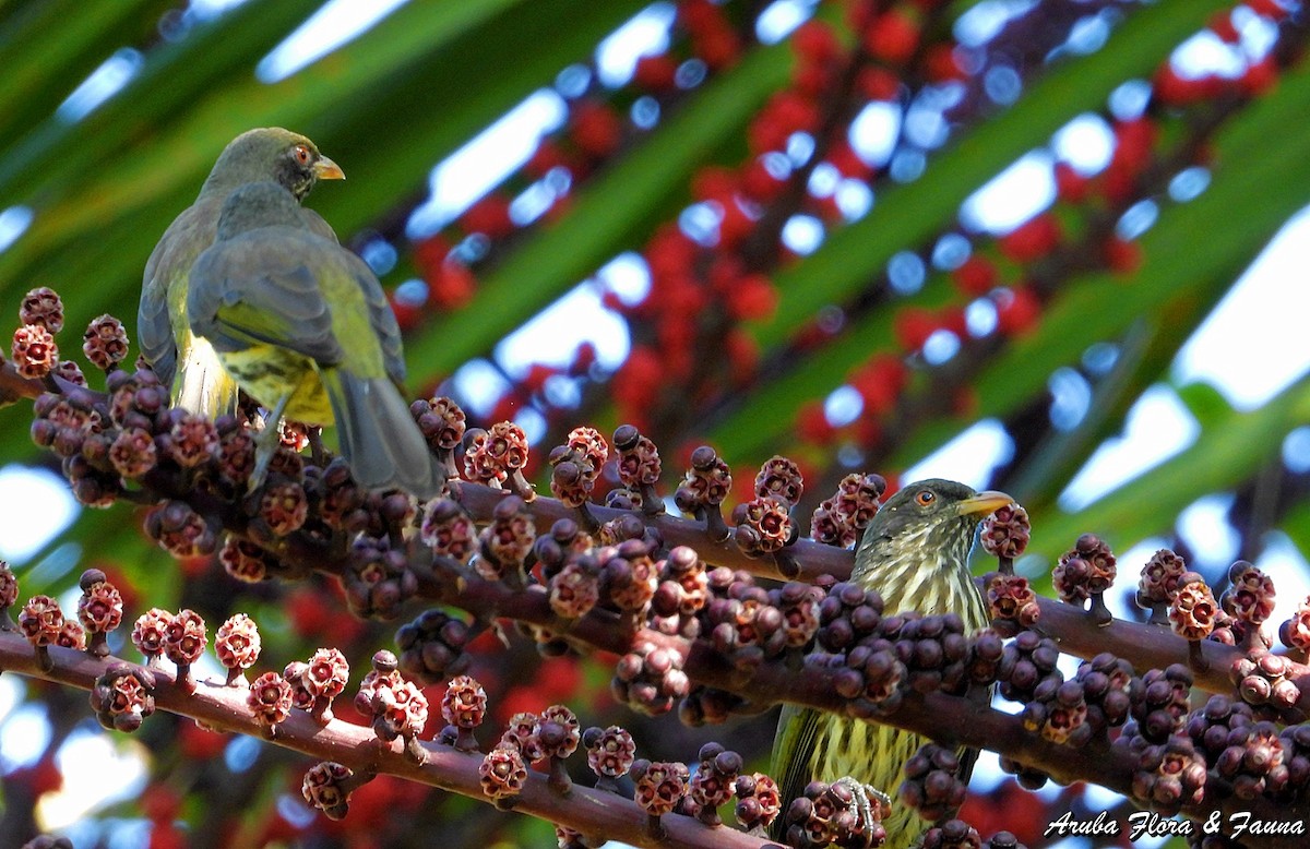 Palmenschwätzer - ML123499821