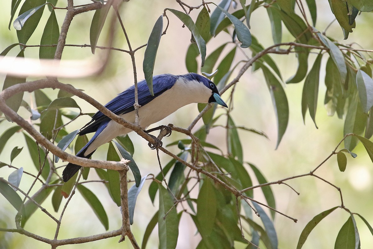 Madagascar Blue Vanga - ML123500061