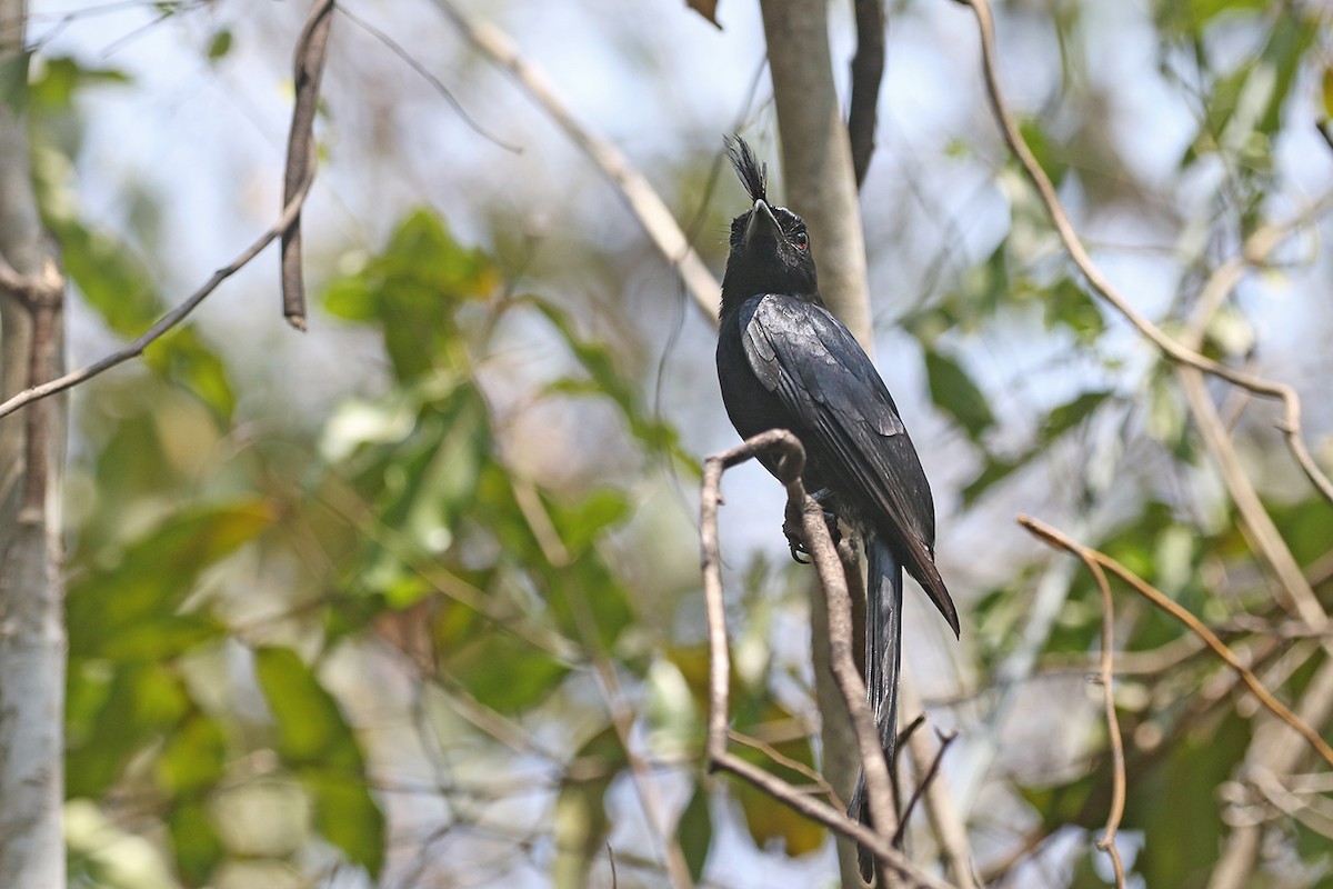 Crested Drongo (Madagascar) - ML123500231