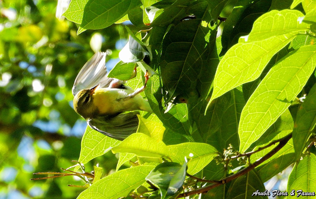 Northern Parula - ML123500781