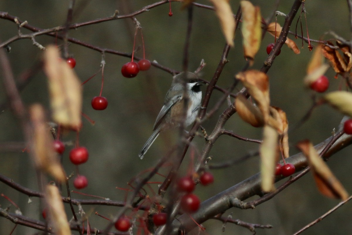 Boreal Chickadee - Robert Baumander