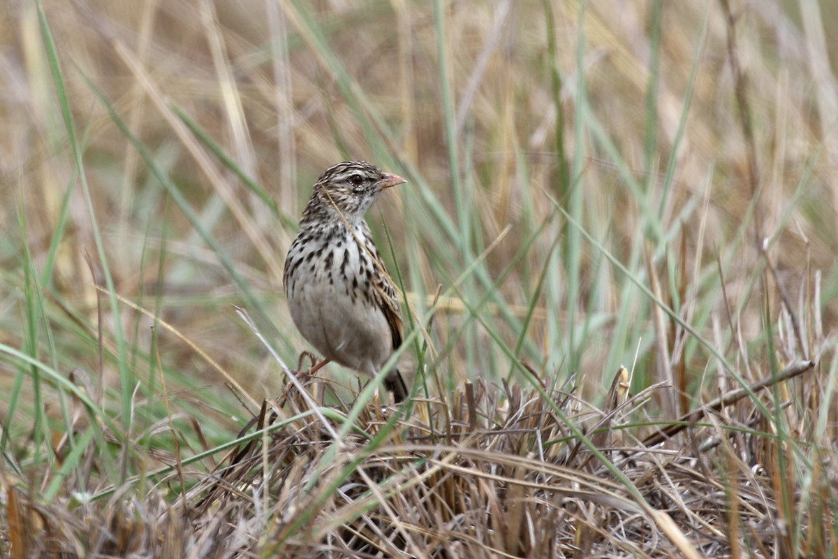 Madagascar Lark - Charley Hesse TROPICAL BIRDING