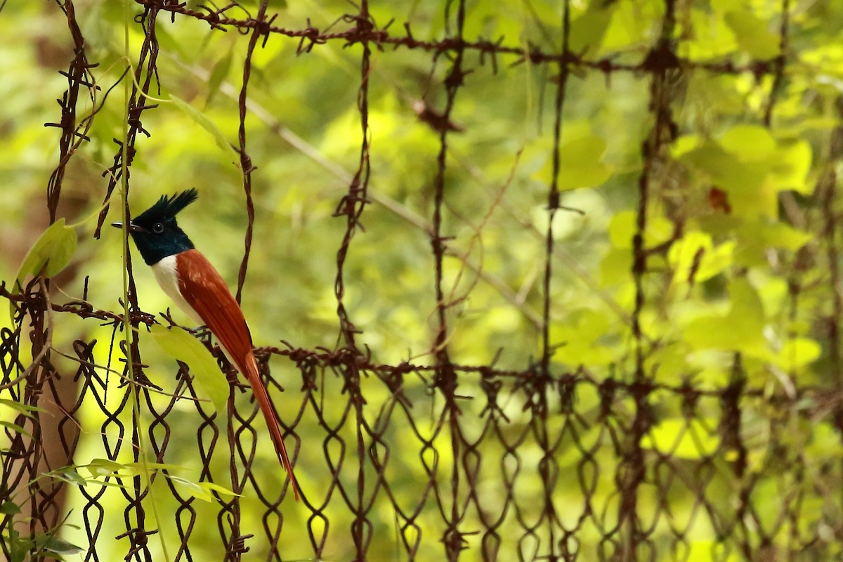 Indian Paradise-Flycatcher - Surendhar Boobalan