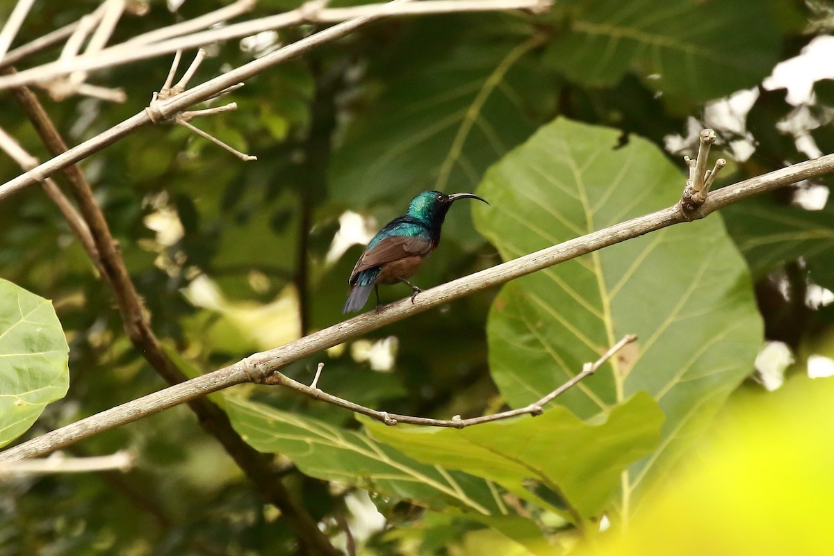 Loten's Sunbird - Surendhar Boobalan