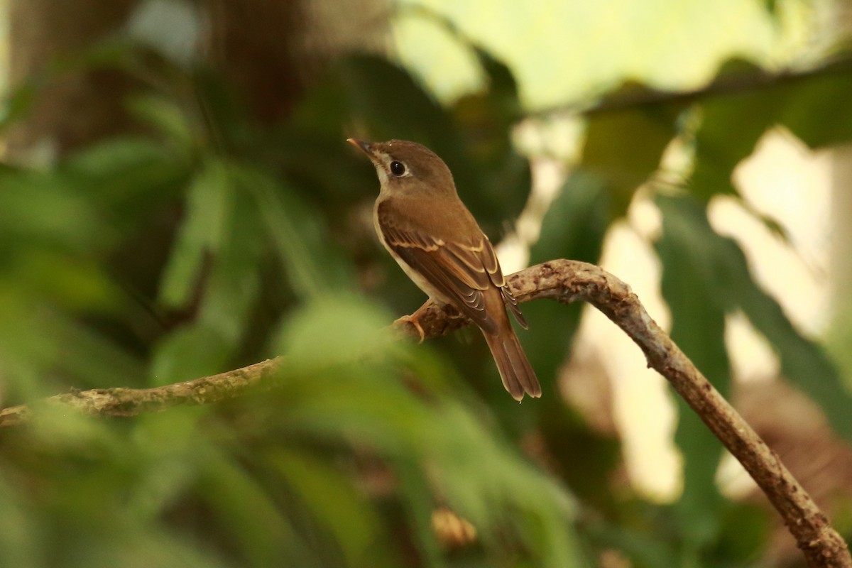 Brown-breasted Flycatcher - Surendhar Boobalan