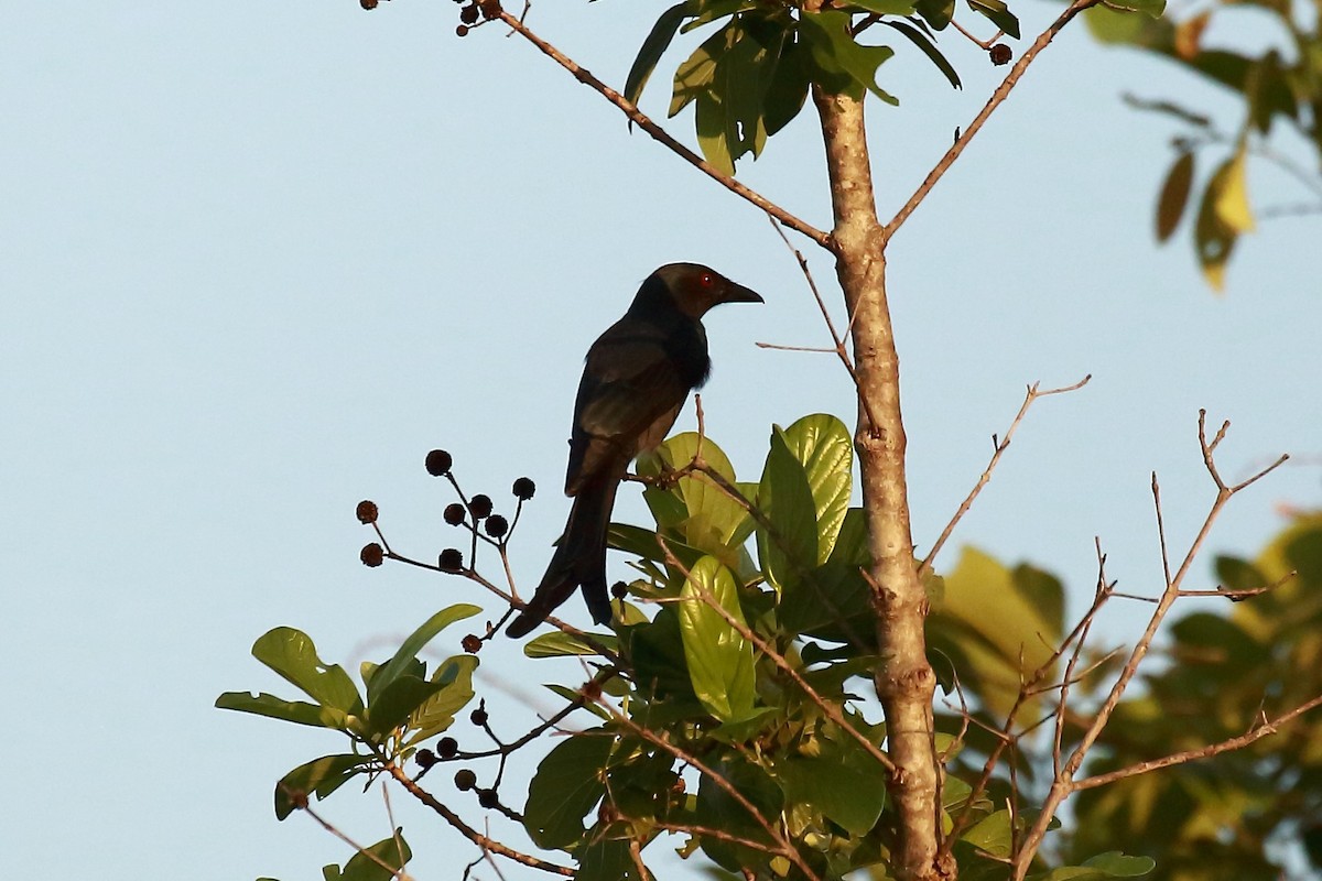 Kül Rengi Drongo - ML123502711