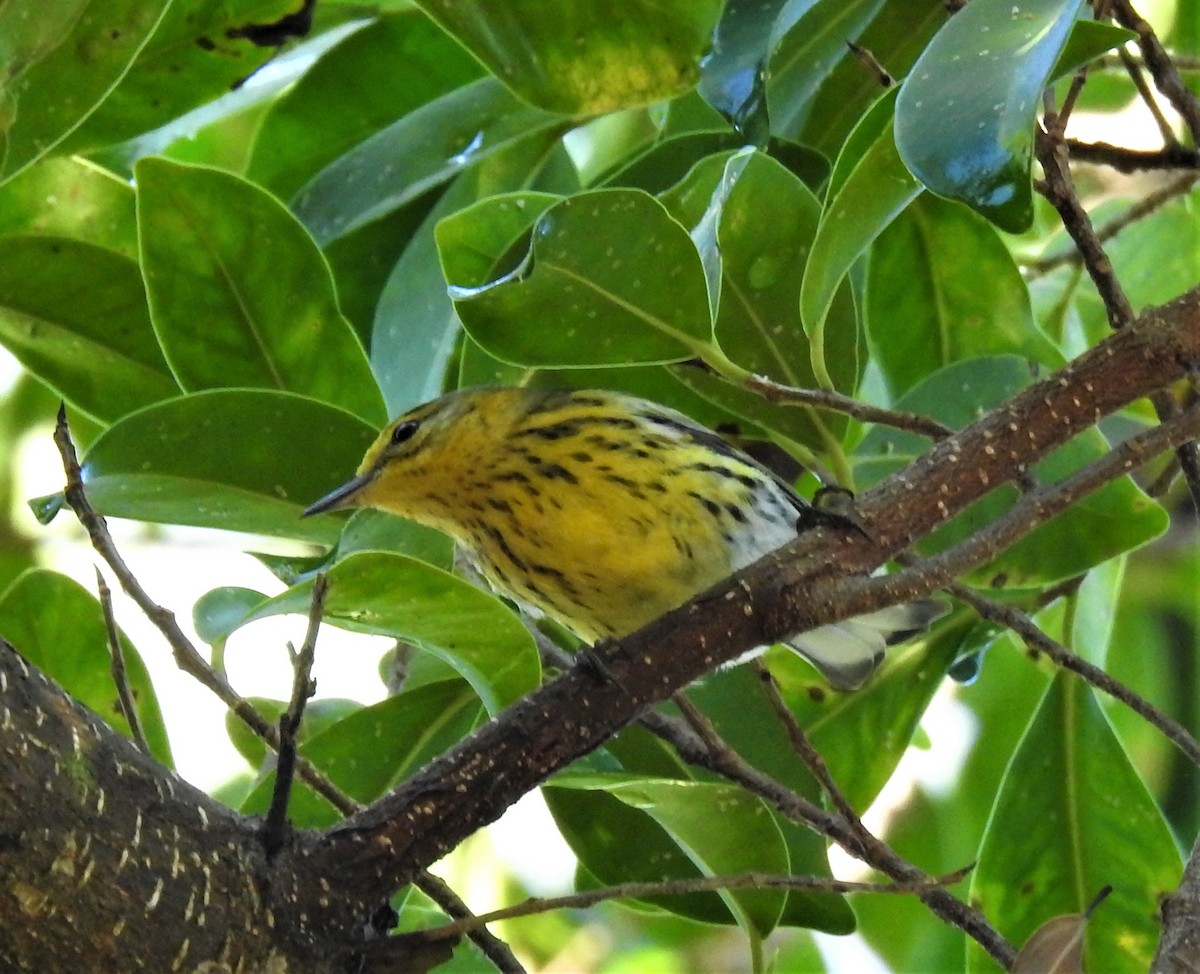 Cape May Warbler - david gabay