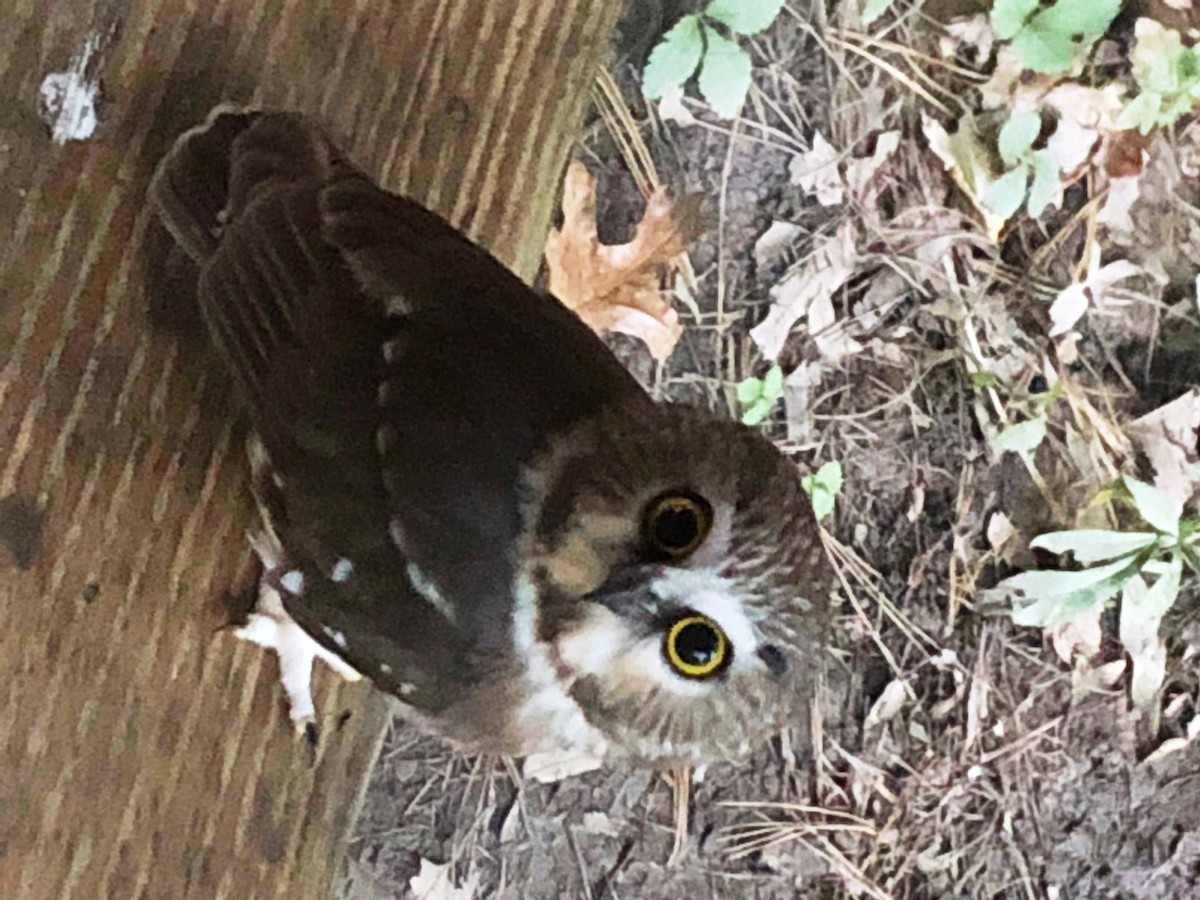 Northern Saw-whet Owl - ML123506691