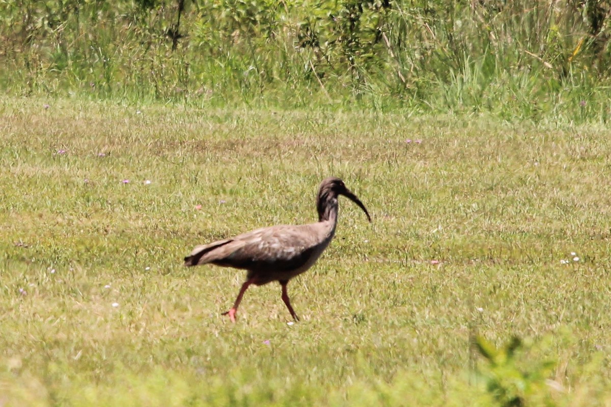 ibis běločelý - ML123507901