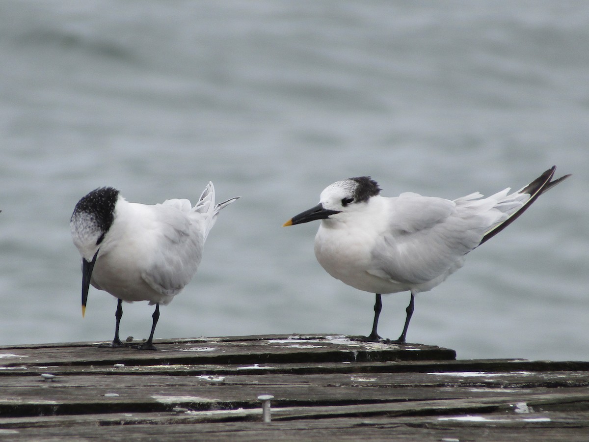 Sandwich Tern - ML123508881