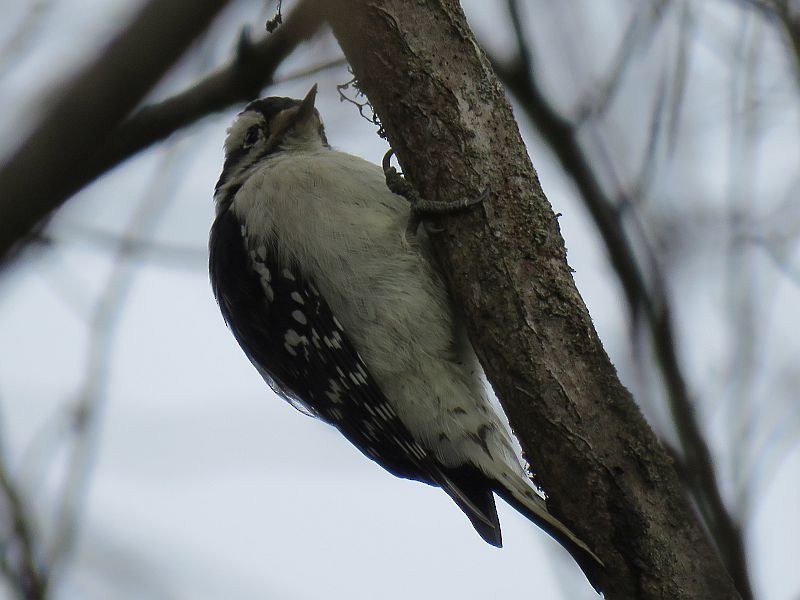 Downy Woodpecker - ML123509011