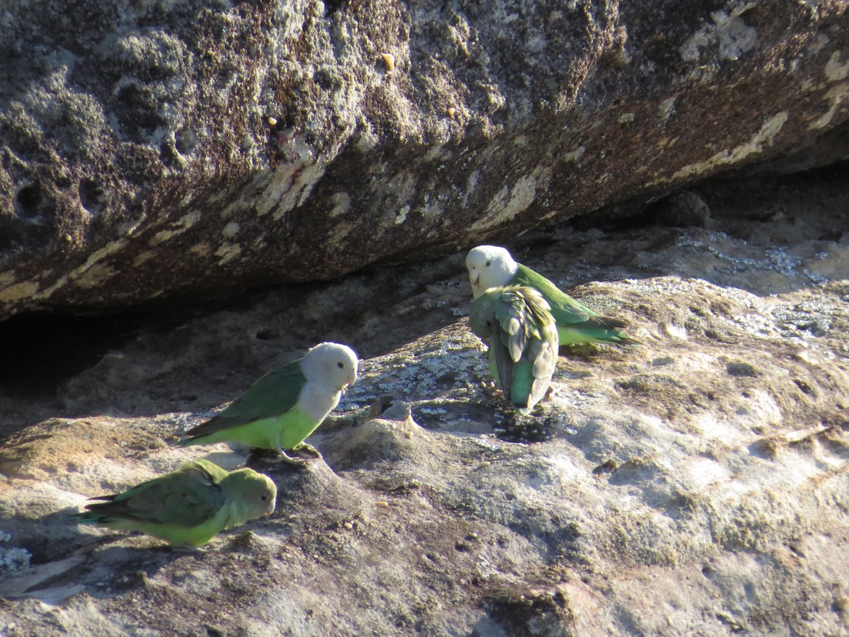 Gray-headed Lovebird - ML123510371