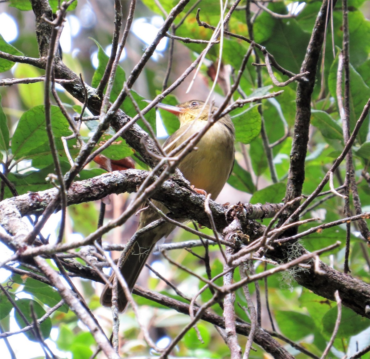 Long-billed Bernieria - ML123511371